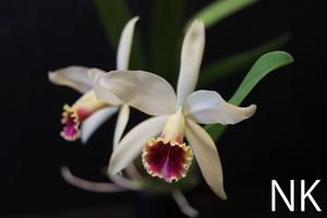 【NK】希少原種/自然交雑種 Cattleya × blossfeldiana (rex×luteola) SELECT個体セルフ苗【洋蘭 原種 カトレア アウレア】