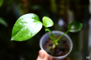 【NK】Anthurium sp pendulatum Carlos【フィロデンドロン アンスリウム】