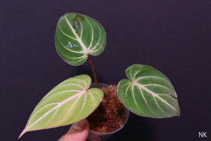 【NK】Philodendron gloriosum【フィロデンドロン アンスリウム】