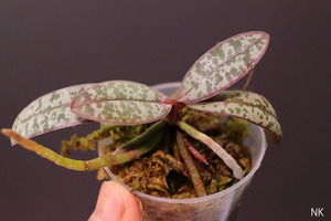 【NK】Phal.schilleriana Luzon島北部産 セミロングリーフ系統自然種実生苗 銀葉個体 【洋蘭 ファレノプシス シレリアナ 胡蝶蘭】