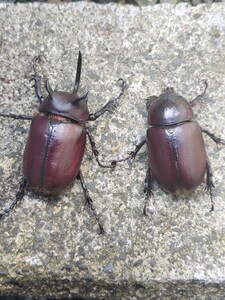 【新生虫】タイ　シャムゴホンツノカブトペア