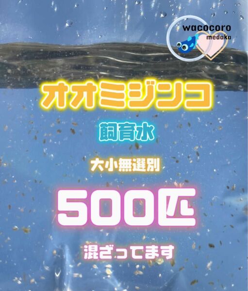 即決666円!! ☆ オオミジンコ飼育水500匹混ざってしまってます☆生クロレラ水付☆タマミジンコより培養簡単♪