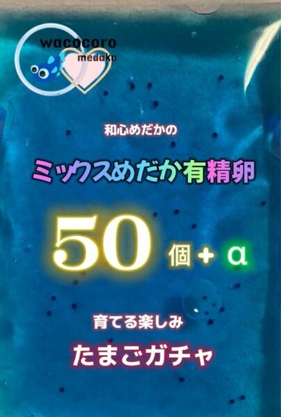 ★和心めだか★ミックスめだか有精卵50個＋α★楽しみいっぱい！ガチャめだか♪ミジンコ・ゾウリムシと合わせていかがでしょうか！