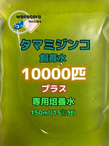 即決798円☆タマミジンコ飼育水☆10000匹＋専用培養水150ml(15リットル分)☆めだか・熱帯魚・水質浄化に！