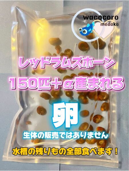 100円キャッシュバック制度あり！レッドラムズホーン有精卵150匹位産まれる☆水槽のお掃除屋さん・魚の餌・めだかなどの死骸処理に！