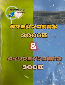 即決798円 ☆ミジンコ2種入り飼育水☆タマミジンコ3000匹＋タイリクミジンコ300匹混ざってます☆!!めだか熱帯魚水質浄化に★