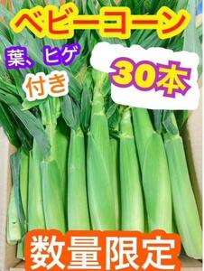 H90ゲリラ出品！朝採り　山梨県産　ヤングコーン、ベビーコーン　30本以上