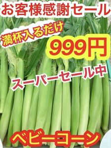 G556朝採り　山梨県産　ベビーコーン　ヤングコーン　ネコポス満杯　とうもろこし