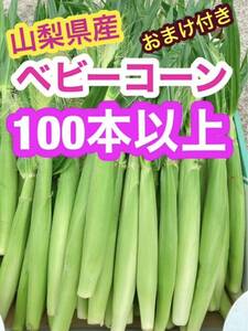 z30！朝採り　山梨県産　ヤングコーン、ベビーコーン　100本おまけ付き