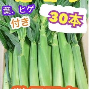 a10！ゲリラ出品！朝採り　山梨県産　ヤングコーン、ベビーコーン　30本