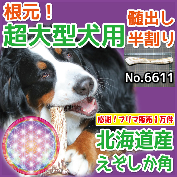 ■ 超大型犬用 ■ 天然 北海道産 蝦夷鹿の角 ■ 根元部分 半割り 1本 ■ 犬のおもちゃ ■ 鹿の角 犬 無添加 エゾシカ ツノ 66111
