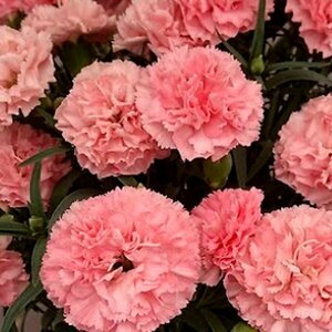 2024. newest goods kind! rare *[2][nouru] gold . agriculture house direct delivery! large .. Mother's Day carnation *5 number pot [ free shipping ]