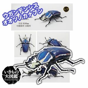 新品★24時間以内発送！ウガンデンシスオオツノカナブン　いきもの大図鑑