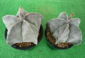サボテン、多肉植物　山川ストロンギの種子３０粒