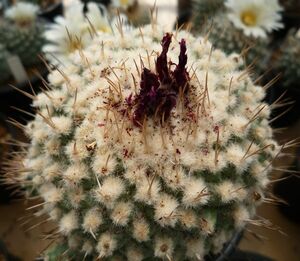 サボテン、多肉植物　赤花菊水の種子１００粒