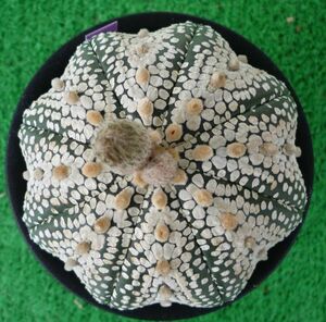  cactus, succulent plant miracle helmet. seeds 30 bead 