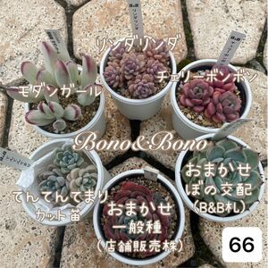 ぼのぼの多肉植物セット 66