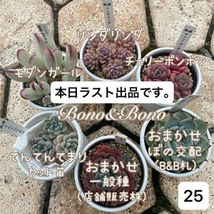 ぼのぼの多肉植物セット 25