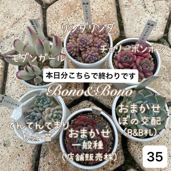 ぼのぼの多肉植物セット 35