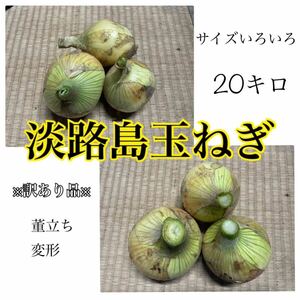  postage included * Awaji Island sphere leek new sphere leek the 7 treasures goods with special circumstances 20 kilo size Mix new tama welsh onion new onion processing etc. 