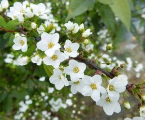 ユキヤナギ 花苗 1鉢 多年草 切り戻し済 匿名配送