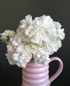 バラ咲きゼラニウム 1鉢 2本 白 花苗 多年草