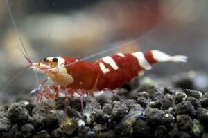 【春日杜shrimp】 更紗 SARASAタイガー♀1匹。