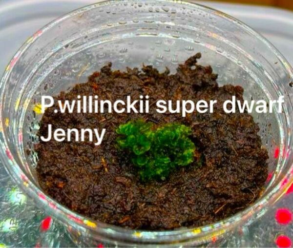 【5/20までSALE！】P.willinckii"Jenny"前葉体48