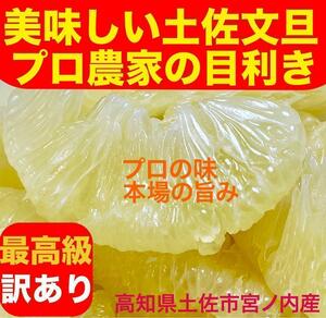 土佐文旦:美味しいを約束！最高級訳あり4.5kg