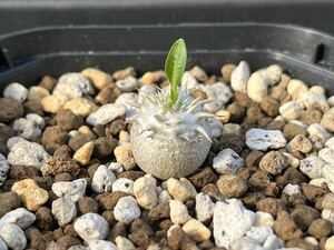 Pachypodium パキポディウム ブレビカウレ 恵比寿笑い 実生 サボテン 塊根植物 多肉植物 s149