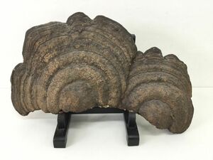 ●営KZ955-160　さるのこしかけ 猿の腰掛け サルノコシカケ 総重量5.2㎏ 時代物 貴重 巨大 鑑賞 インテリア 土台付き