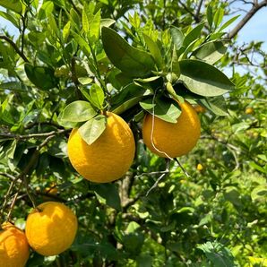 甘・旨・酸★熊本県産★河内晩柑！５キロ箱入　箱込み４.５キロ位　小玉♪(´ε｀ )