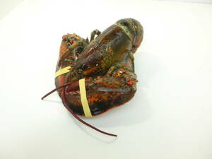  limited amount commodity! lobster sea .1 tail approximately 500g lobster freezing Canada production large size 