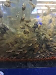 daruma frog otamaja comb bait for 100 pcs 