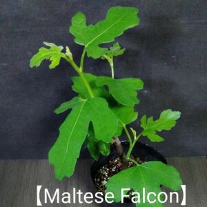 イチジク2年生苗【Maltese Falcon】