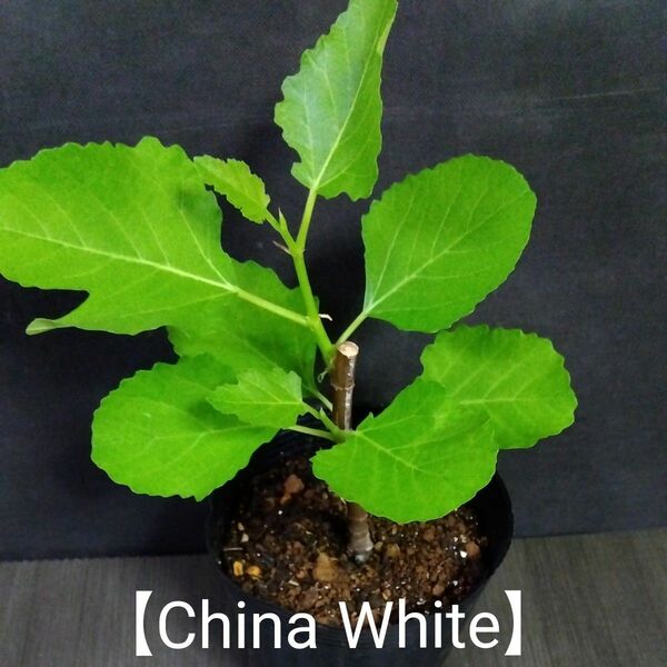 イチジク2年生苗【China White】