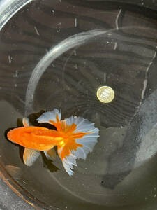 土佐錦魚 親魚３歳♂A　種魚・観賞魚 (自家産)