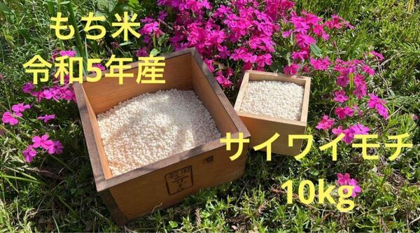 もち米　さいわいもち　10キロ　令和5年産　新米　精米　お餅　 生産農家直送　お米　
