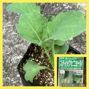 スティックセニョール 抜き苗 5苗 野菜 家庭菜園