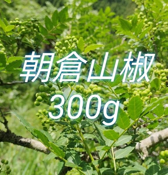 山椒の実 300g　大分県産 朝倉山椒 農薬不使用 青山椒 実山椒