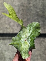 【oso_plants】 スパーバム ビカクシダ 胞子培養苗 コウモリラン_画像1