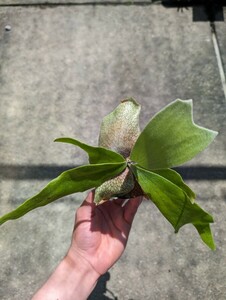 【oso_plants】 ビフルカツム ビカクシダ 胞子培養苗 コウモリラン　（ネザーランド