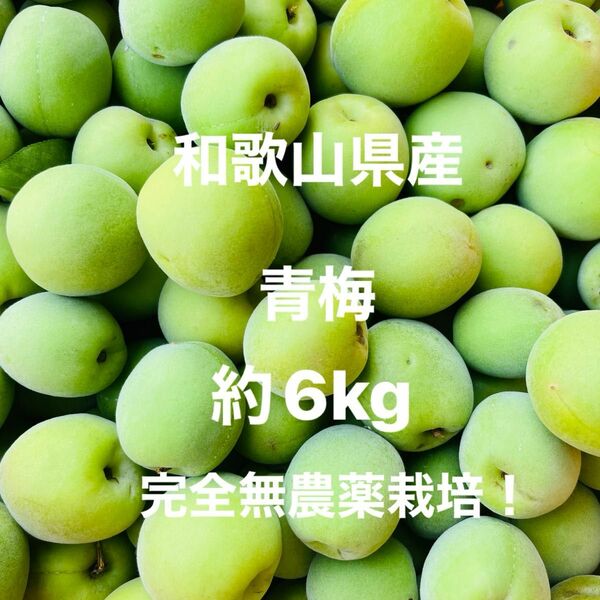 無農薬青梅　和歌山県産　約6kg