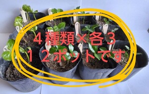 tsuma　果樹の実生苗　４種類×各３のセットです