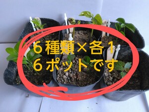 hishi　果樹の実生苗　６種類×各１ポットのセットです