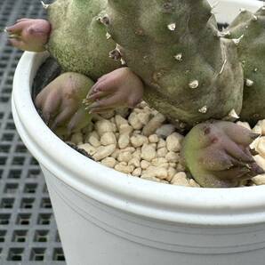 ☆多肉植物☆ガガイモ☆カエスピトーサ☆鉢6.5センチ☆花見本載せました☆の画像4