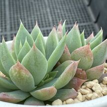 ☆多肉植物☆グラプトペタルム☆児玉マクドガリー☆鉢6.5センチ☆錦玉園さん☆_画像4