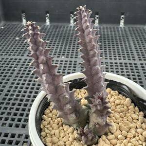 ☆多肉植物☆ガガイモ☆フェルニア プリムリナ☆鉢6.5センチ☆花見本載せました☆