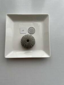 Art hand Auction 24 Sea Urchin Shell, Handmade items, interior, miscellaneous goods, ornament, object