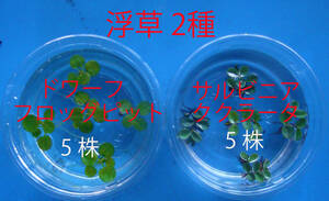  coming off .2 kind (dowa-f frog pito5 stock &sa ruby niak cooler ta5 stock ) less pesticide *** medaka breeding for 